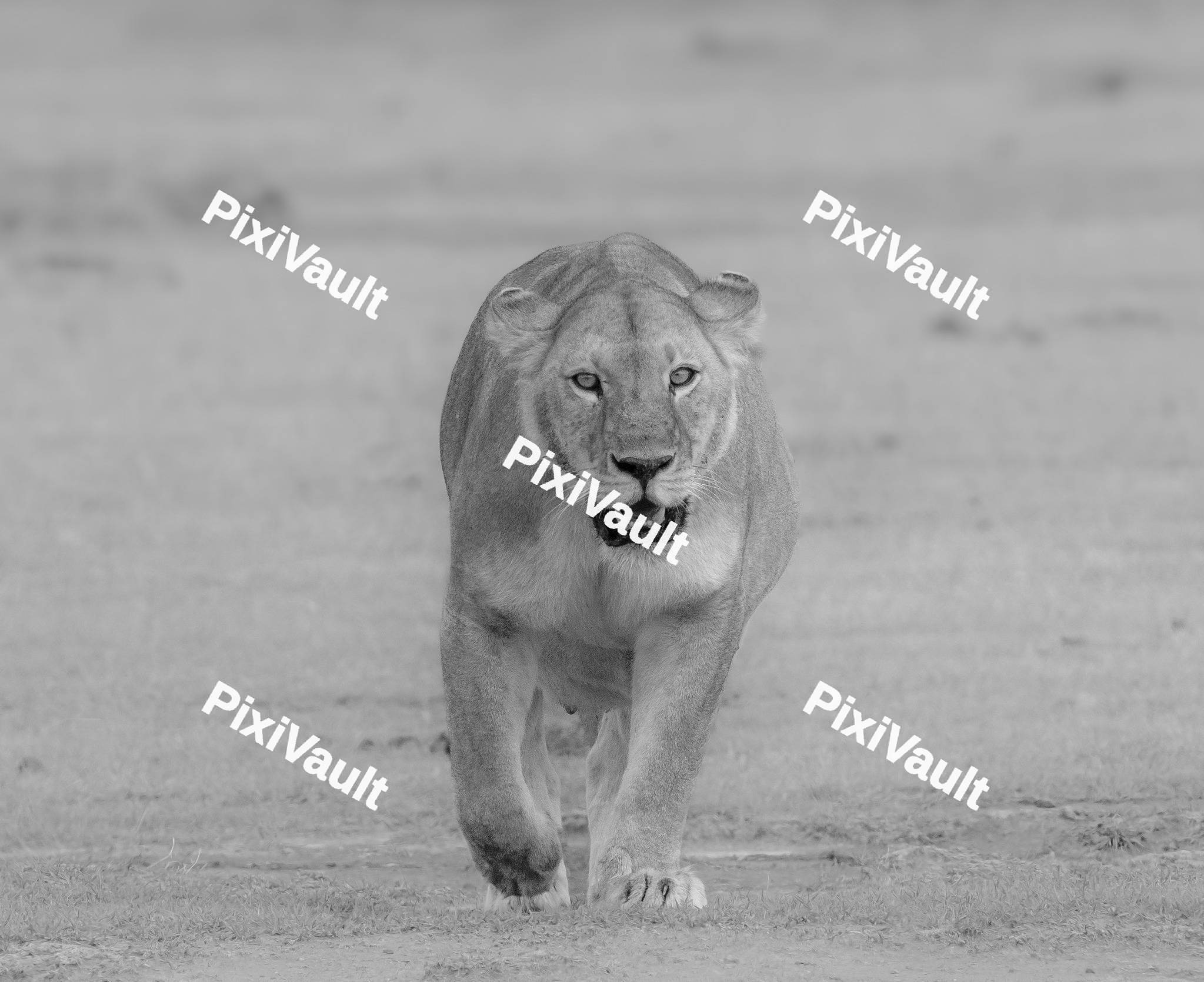Lion walking in the jungle
